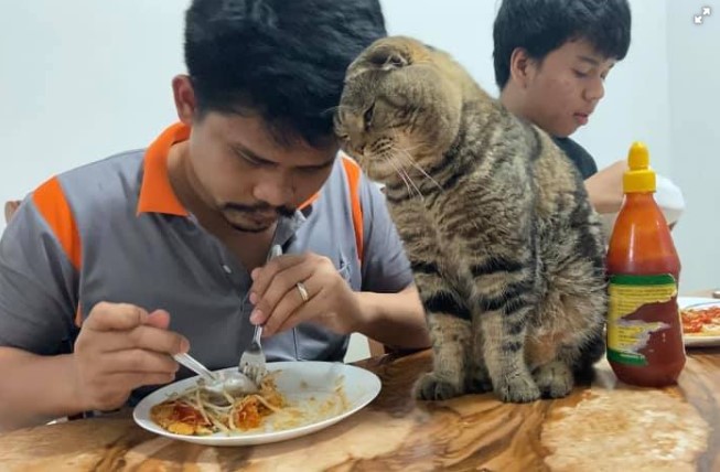 Мережі насмішила історія жінки, якій доводиться боротися за увагу чоловіка з котом (фото)