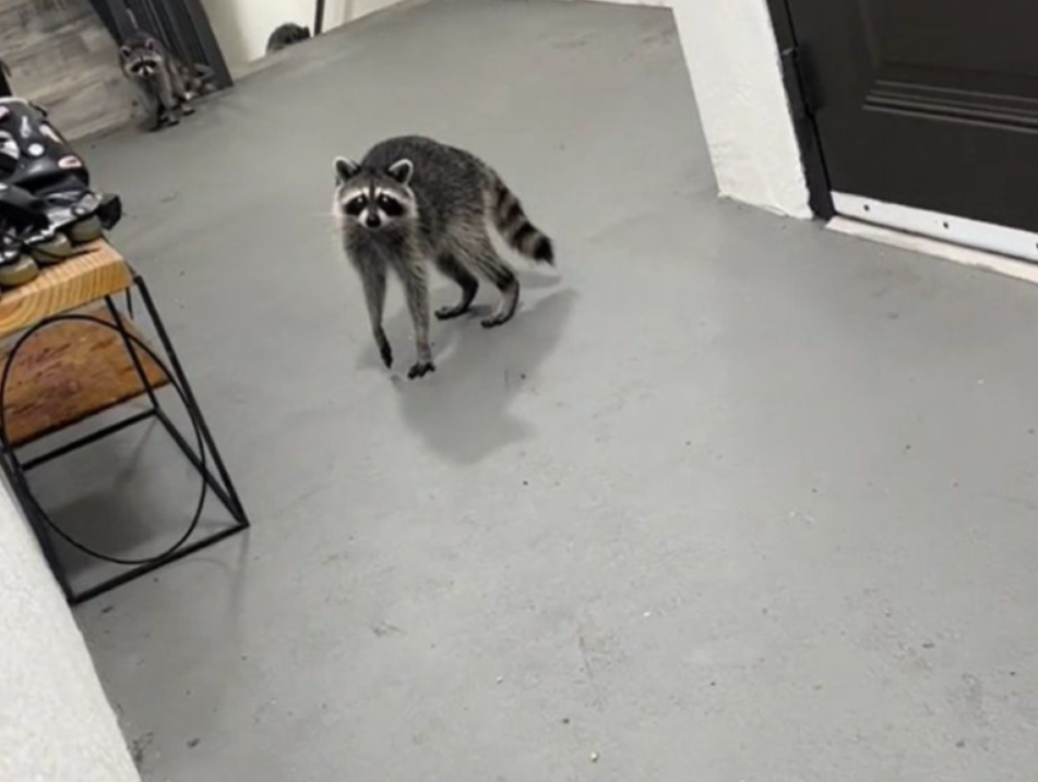 Троє єнотів викрали у жінки замовлену у ресторані мексиканську їжу