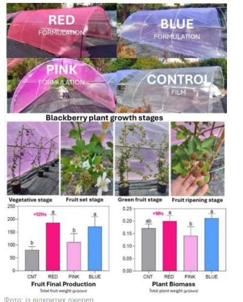 Університет Пізи підтверджує підвищення врожайності лохини Loch Ness за допомогою червоних фотоконверсійних плівок
