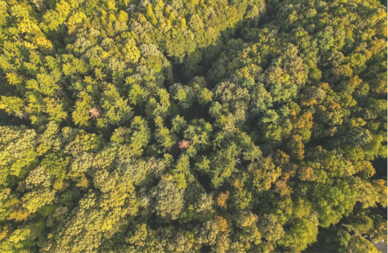 Найбільший наземний біом планети почав рухатися у напрямку півночі: це помітно навіть з космосу