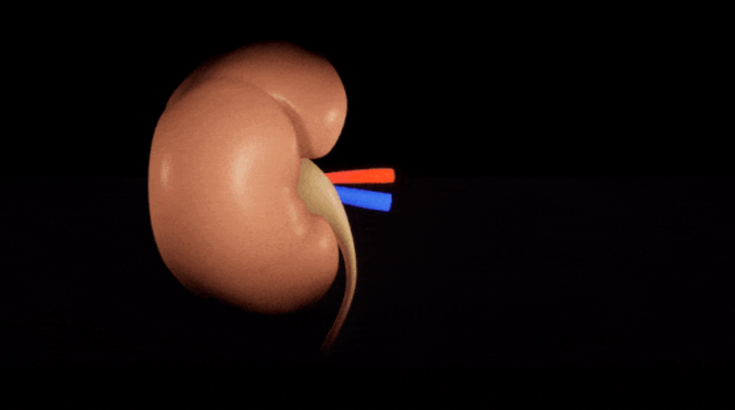 Хвороби нирок запідозрили в ускладненні діагностики хвороби Альцгеймера