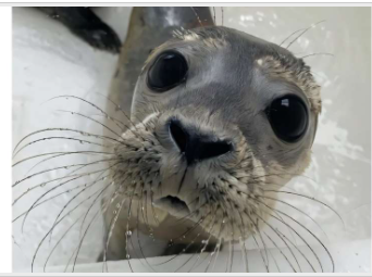 Дитинчата тюленів спілкуються як люди