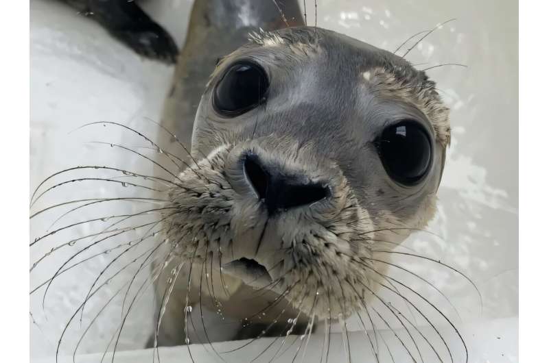 Дитинчата тюленів спілкуються як люди