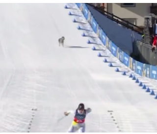 Пес фінішував на лижних перегонах Олімпіади-2026 і став зіркою соцмереж