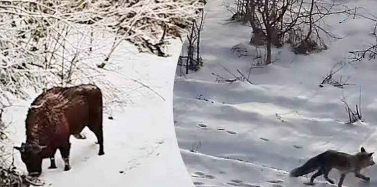 Їх "спіймали" прикордонні камери: на Львівщині помітили різних диких тварин 