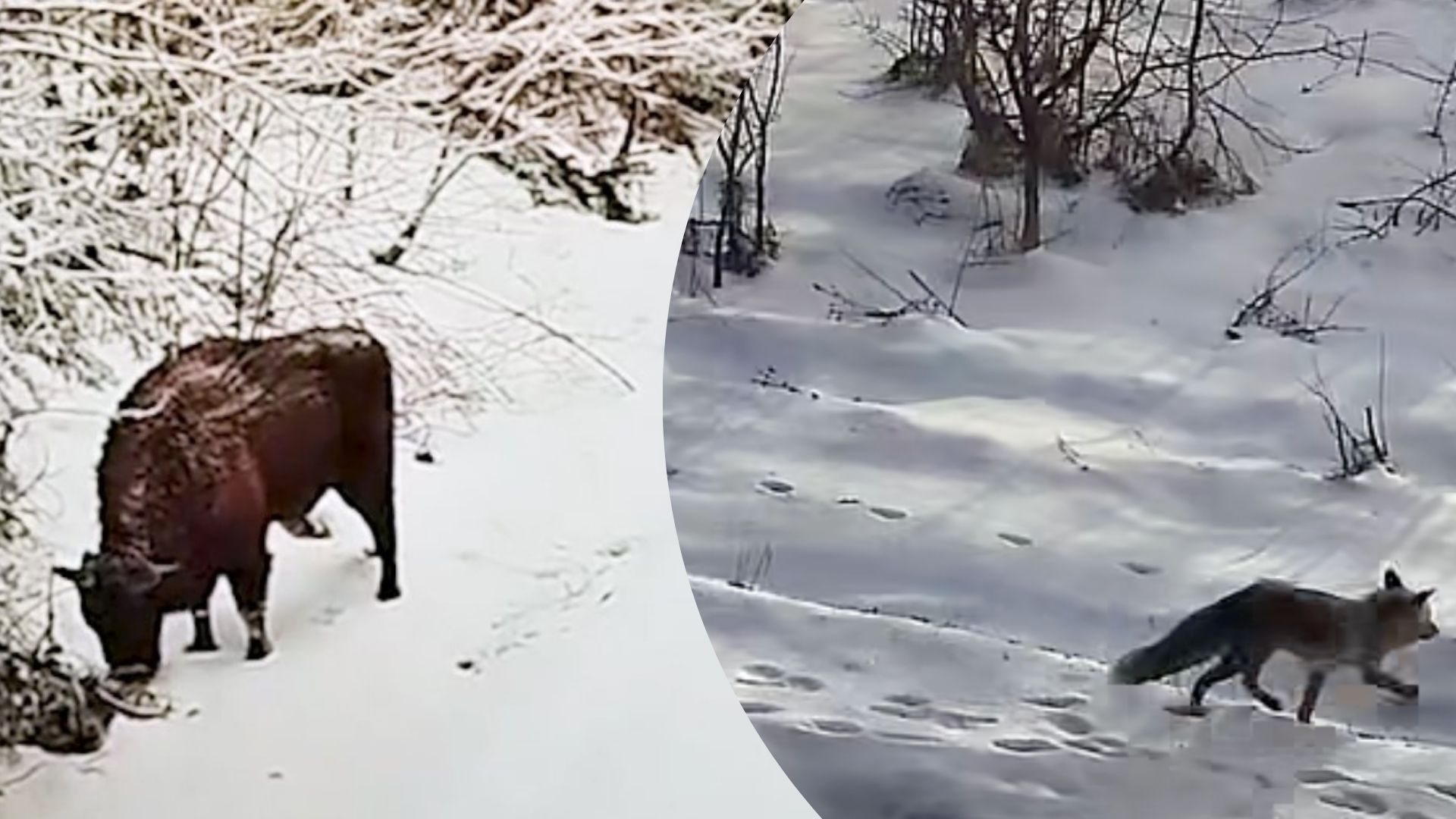 На Львівщині помітили різних диких тварин - Цікаве 24