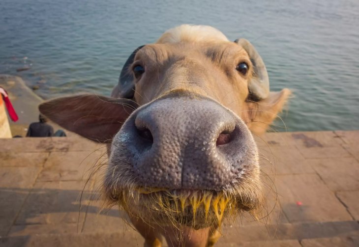 Корова на батуті стала новою зіркою Мережі (відео)