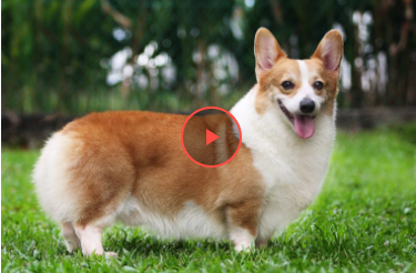 Коргі приніс господарці пиво з холодильника і прославився (відео)