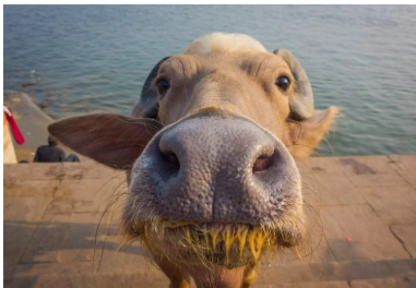 Корова на батуті стала новою зіркою Мережі (відео)