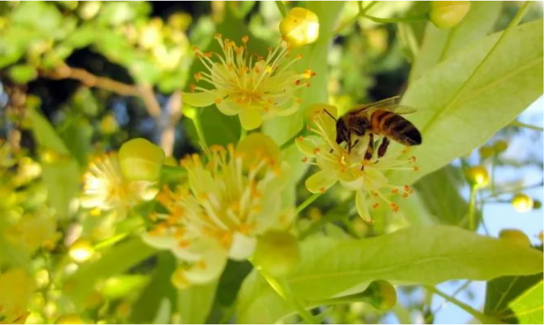 Обмеження на відтворення матеріалів із посиланням на «Інтерфакс-Україна»