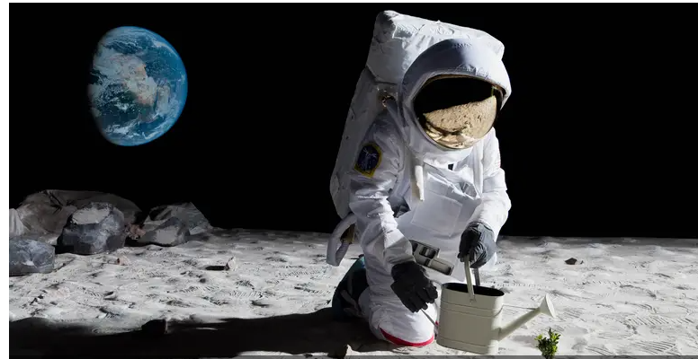 Вчені вперше виростили нут у "місячному ґрунті": це може допомогти астронавтам 