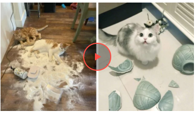 20 котів, які наробили шкоди, але їм за це аніскілечки не соромно