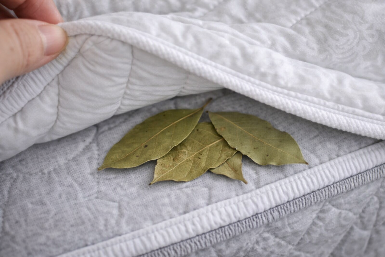 Господині розповіли, навіщо класти лавровий лист під матрац 