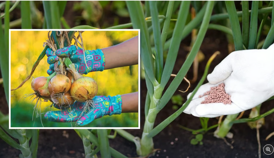 Цибуля виросте великою та соковитою — як та чим слід підживлювати