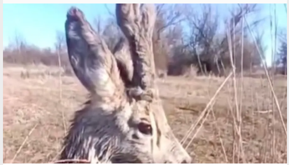 Рибпатруль врятував з води знесилене оленятко