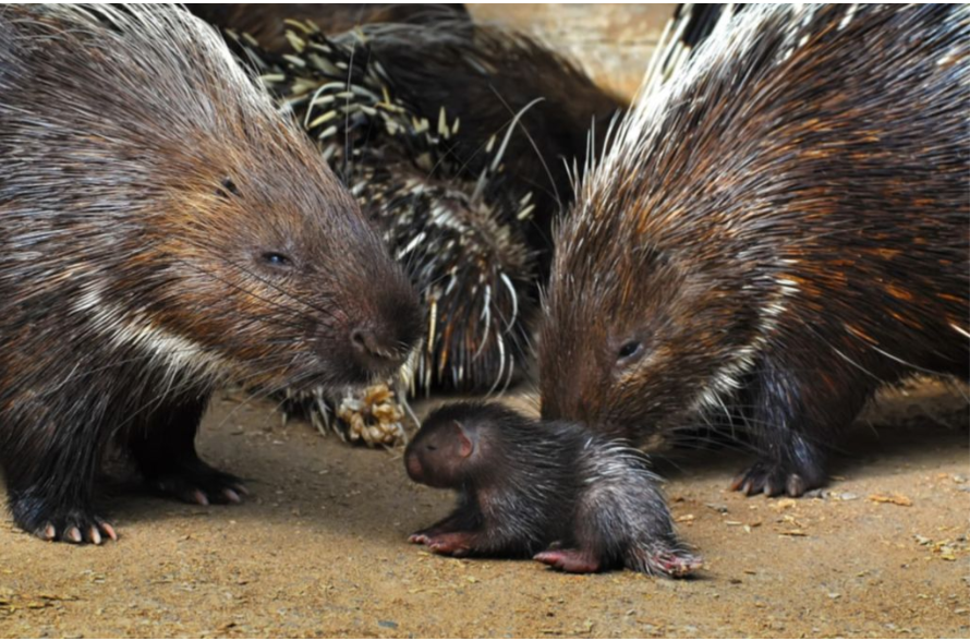 Колюча ніжність: у зоопарку батьки-дикобрази продемонстрували зворушливу опіку над малям