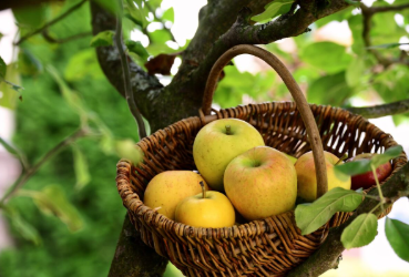 Обрізаю яблуню правильно і тільки у березні: а в сезон отримую великі та солодкі плоди