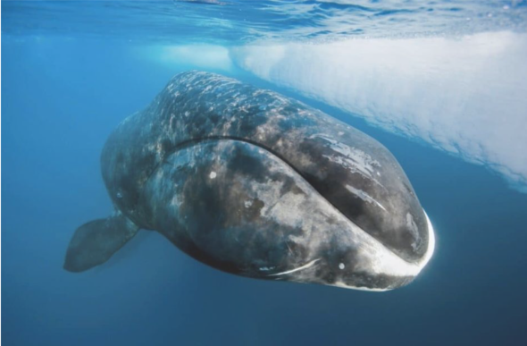 Свідок вікторіанської епохи: вчені розкрили таємницю вічної молодості гренландських китів