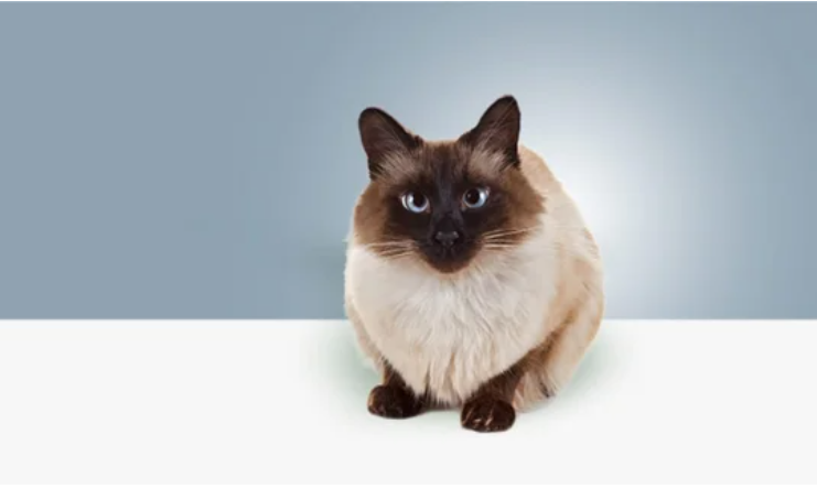 Кіт знайшов кумедний спосіб помститися кроту, що втік від нього (відео)