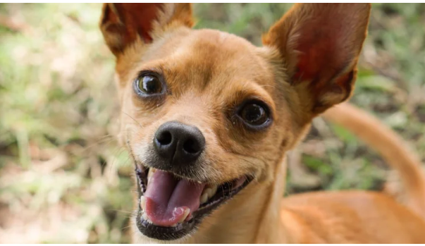 Новий хіт: собака «відвоював» у кота лежанку (відео)