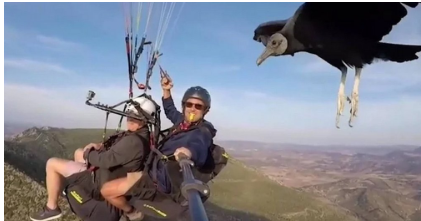 Парашутисту сів птах на руку (відео)