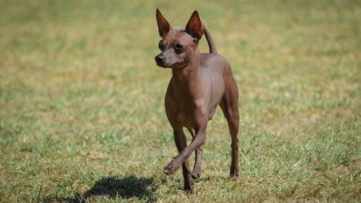 Собака потішив енергійним танцем на стільці (ВІДЕО)