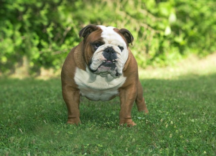 Користувачів розсмішив пес із упертим характером (ВІДЕО)