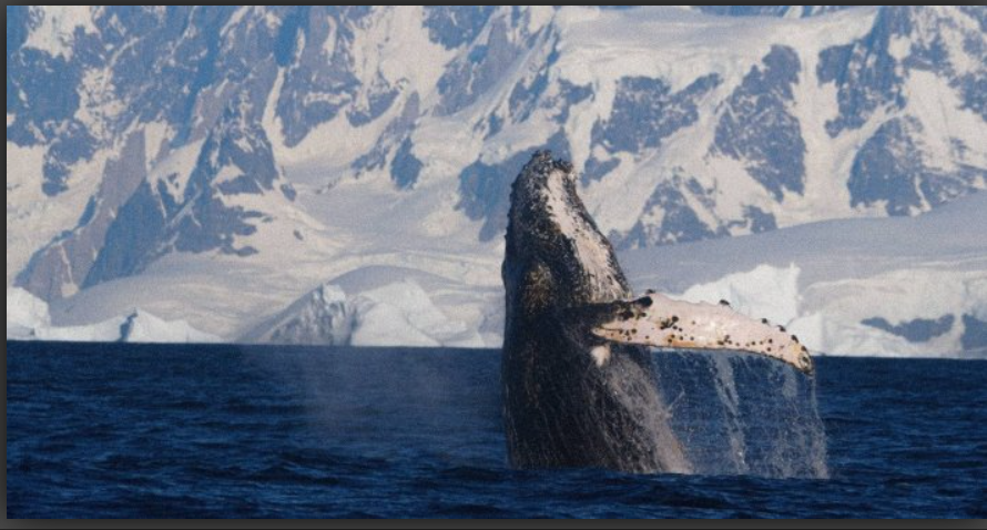 В Антарктиді кит влаштував унікальне "прощальне шоу" для українських науковців Больше читайте тут: https://kontrakty.ua/photo/13473/1