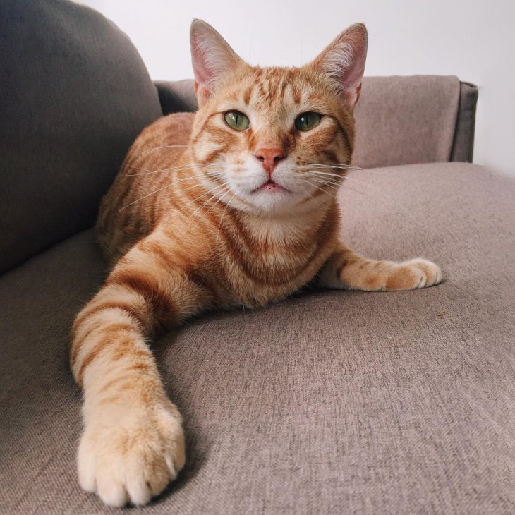 Кмітлива кішка зрозуміла, що робити з кулером для води (ВІДЕО)