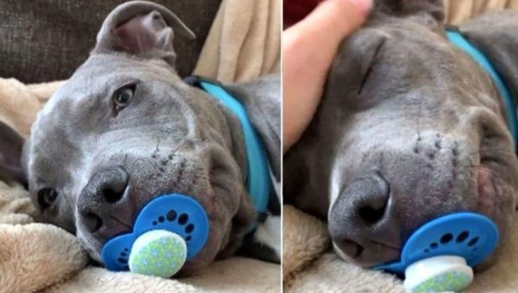 Мережі розсмішило цуценя, яке смокче соску (ВІДЕО)