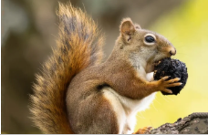 Дуже доброзичлива білка налякала дівчину (відео)