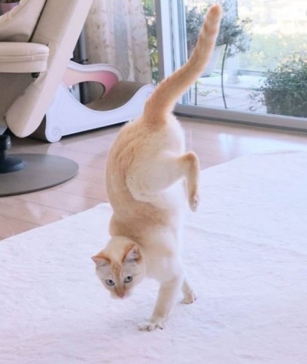 Танцюючий кіт став зіркою мемов (ФОТО)