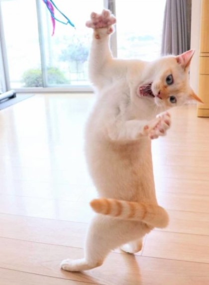 Танцюючий кіт став зіркою мемов (ФОТО)