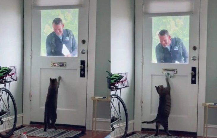 Кіт-листоноша підкорив користувачів Мережі