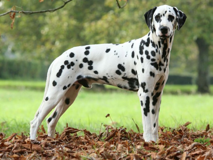 Мережі підкорив &laquo;собачий вальс&raquo; від талановитого далматинця (ВІДЕО)