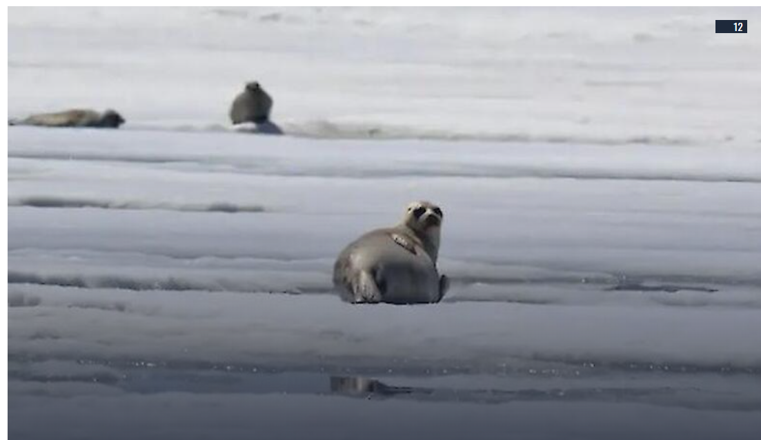 Вчені з'ясували як тюлені ризикують життям заради їжі - 