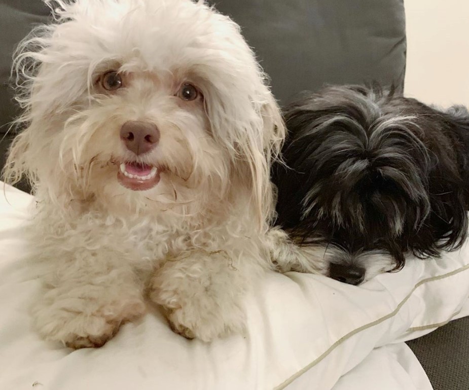 Користувачі Мережі знайшли пса з «обличчям людини» (ФОТО)