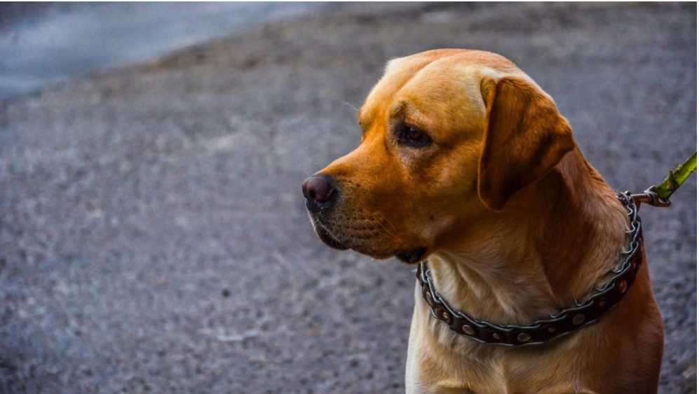 МОН схвалило програму уроків про гуманне ставлення до тварин