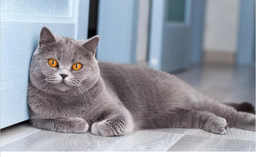 Американець смішно помстився коту, який любить будити його на світанку (відео)