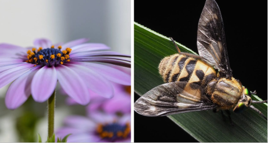 Геть мошок із вазонів: дієві способи швидко очистити ґрунт і врятувати рослини