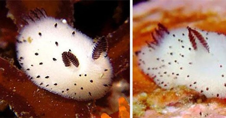 Милий, але небезпечний: 