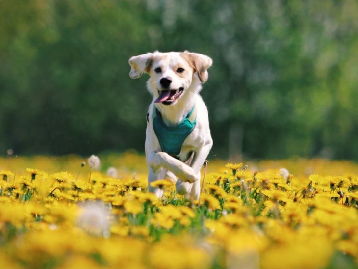 Розумний собака навчився робити собі двоспальне ліжко (ВІДЕО)