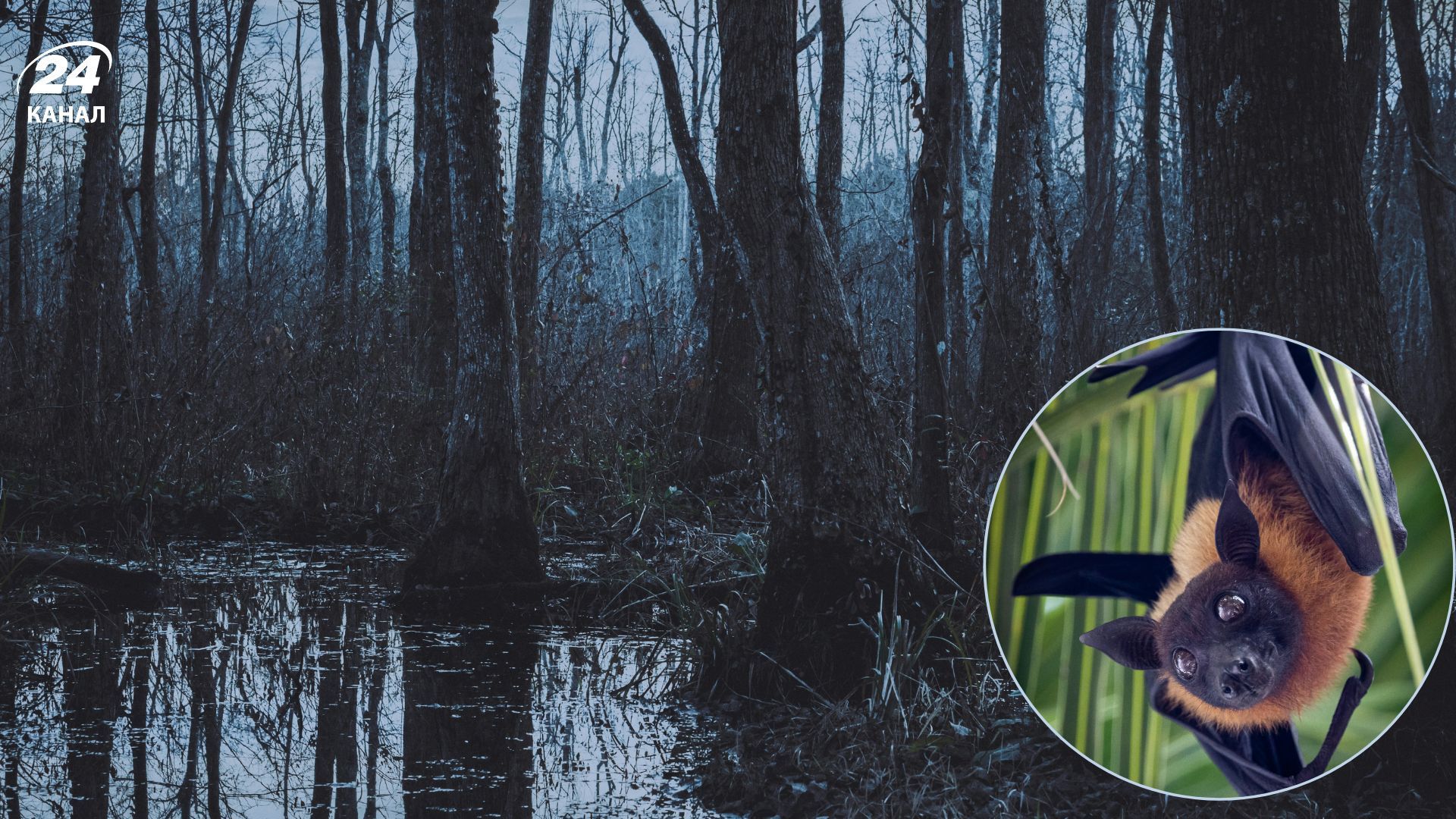 Яка тварина має статус "найбруднішої"