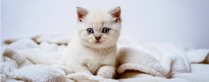 Кошеня стало зіркою Мережі, вибравши дивовижне місце для прийняття сонячних ванн