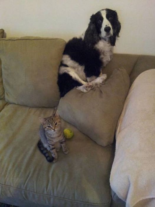 Непростые отношения между кошками и собаками