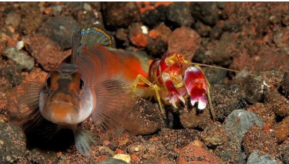 Смертельна зброя в клешні: як маленька креветка генерує температуру поверхні Сонця