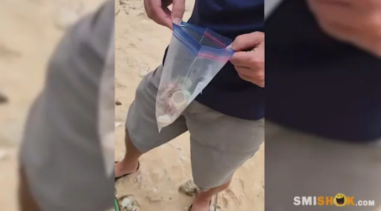 Новий дім для мандрівника: як люди допомогли беззахисному раку-самітнику знайти житло