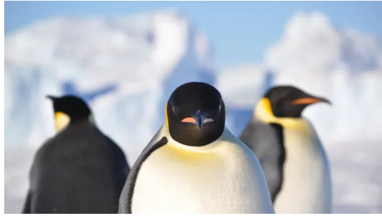 В Антарктиці на станції «Академік Вернадський» стався зухвалий напад на українську полярницю