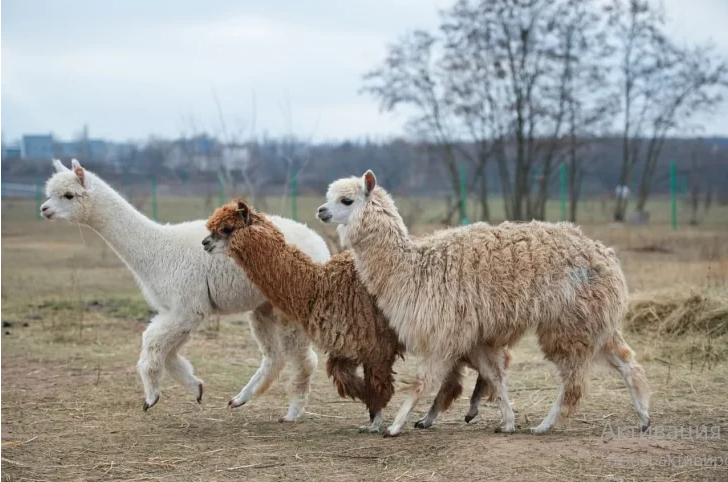 Мережі насмішило знайомство альпак з кішкою 