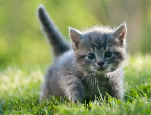 Маленьке кошеня розсмішило «танцем» на слизькій підлозі (відео)